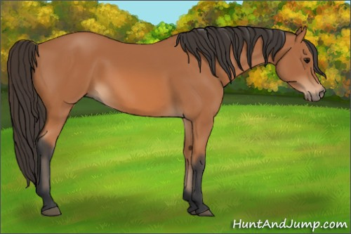 Horse Color: Bay 