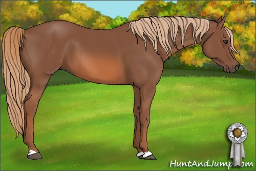 Horse Color: Chestnut 