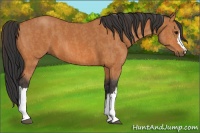 Horse Color:Bay  Brindle
