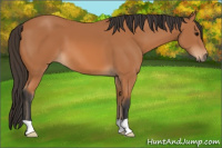 Horse Color:Unknown 