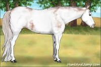 Horse Color:White Spotted Silver Bay Splash