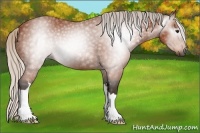 Horse Color:Gray Silver Bay 