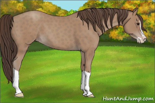 Horse Color: Classic Champagne Splash 