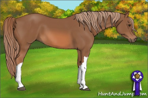 Horse Color: Chestnut 