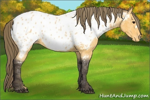 Horse Color: Buckskin Near Leopard  Brindle