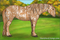 Horse Color:Palomino Near Leopard  Brindle