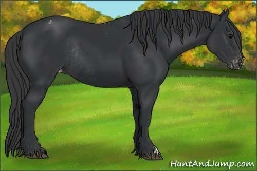 Horse Color: Black Blanket Rabicano 