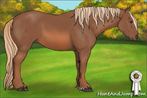 Horse Color: Chestnut 