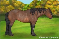 Horse Color:Bay Rabicano  Brindle