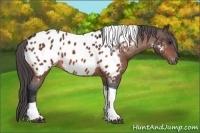 Horse Color:Bay Tobiano Near Leopard 