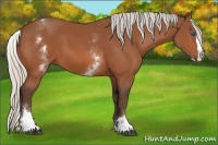 Horse Color:White Spotted Silver Bay Splash 