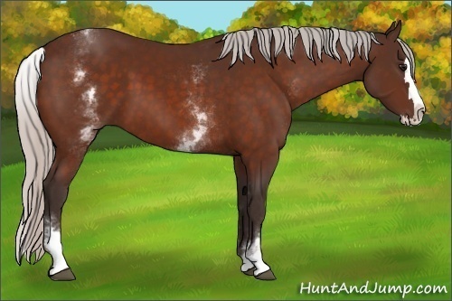 Horse Color:White Spotted Silver Bay Splash 