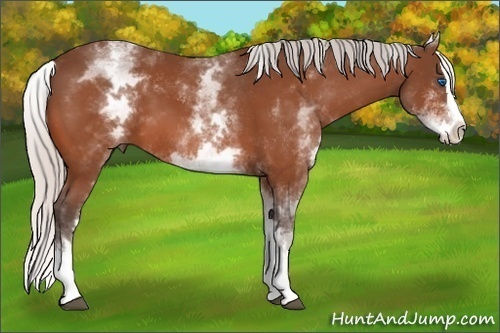 Horse Color:White Spotted Silver Bay Splash 