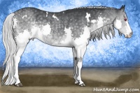 Horse Color:White Spotted Silver Blue Chinchilla Roan Splash 
