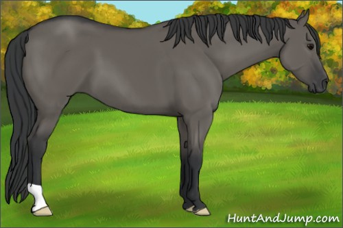 Horse Color: Grullo 
