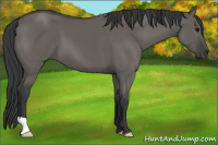 Horse Color:Grullo