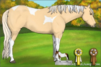 Horse Color:Palomino Tobiano 