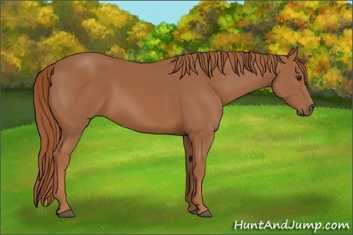 Horse Color:Unknown 