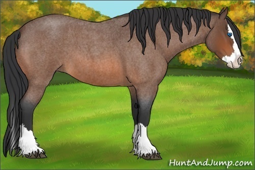 Horse Color: Bay Roan Splash 