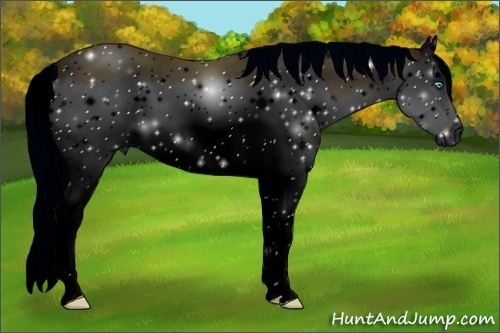 Horse Color: ERROR: UNKNOWN ANOMALY