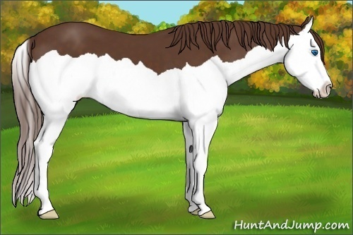 Horse Color: Liver Chestnut Splash 