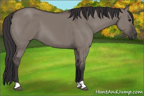 Horse Color: Unknown 