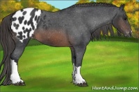 Horse Color:Brown Appaloosa 