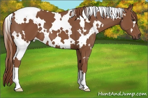 Horse Color: White Spotted Chestnut 