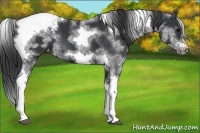 Horse Color:White Spotted Black Splash Tobiano Frame Appaloosa 