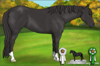 Horse Color:Smoky Black 