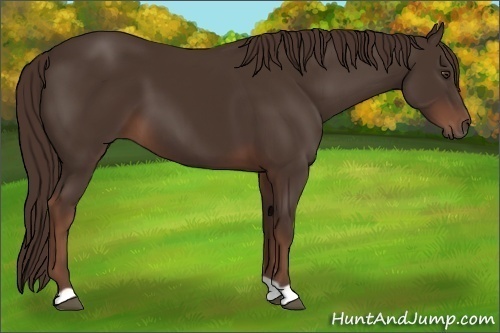 Horse Color: Liver Chestnut 