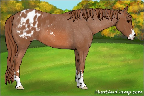 Horse Color: Liver Chestnut Sabino Blanket 