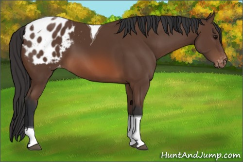 Horse Color: Bay Tobiano Blanket 
