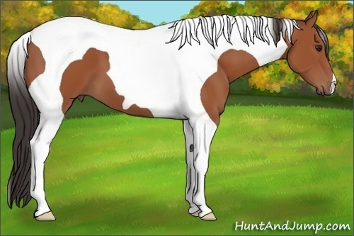 Horse Color: Bay Tobiano 