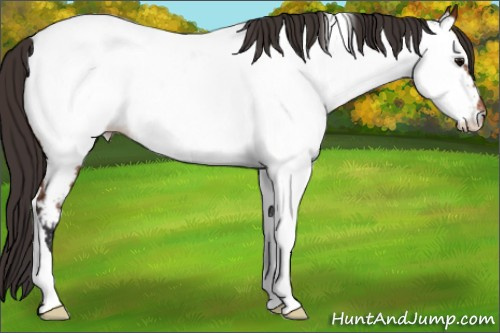 Horse Color: Bay Tobiano Near Fewspot 