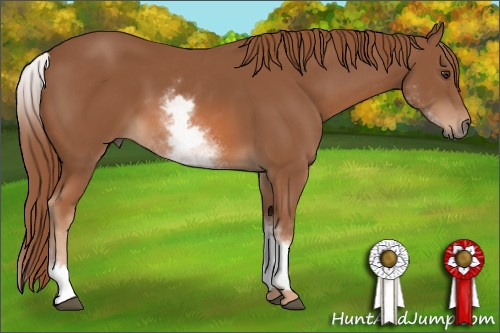 Horse Color: White Spotted Liver Chestnut 