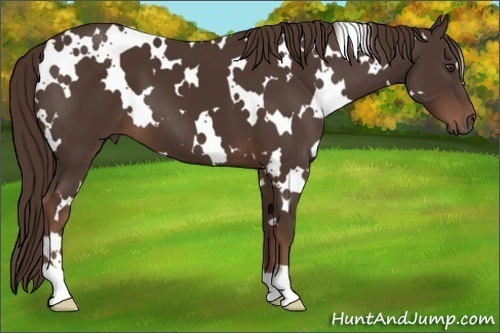 Horse Color: White Spotted Liver Chestnut 