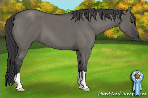Horse Color: Grullo Roan 