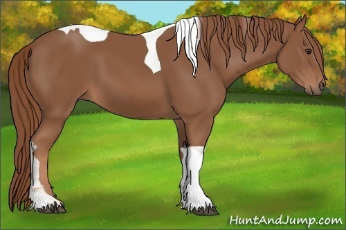 Horse Color: Chestnut Tobiano 