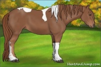 Horse Color:Chestnut Tobiano