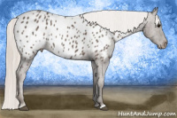Horse Color:Silver Black Appaloosa Rabicano