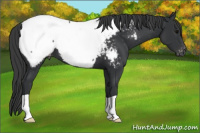 Horse Color:Brown Appaloosa 