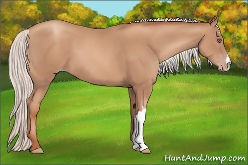 Horse Color: Silver Classic Champagne 