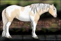 Horse Color:Gray Silver Amber Cream Champagne Roan Dun Splash Tobiano Frame Appaloosa Rabicano 