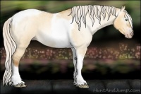 Horse Color:Gray Silver Amber Cream Champagne Roan Dun Splash Tobiano Frame Appaloosa Rabicano 