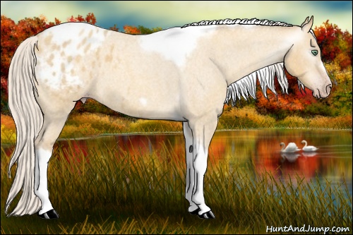 Horse Color:Gray Silver Amber Cream Champagne Roan Dun Splash Tobiano Frame Blanket Rabicano 