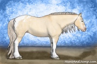 Horse Color:Gray Silver Amber Cream Champagne Roan Dun Splash Tobiano Frame Appaloosa Rabicano 