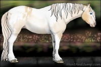 Horse Color:Gray Silver Amber Cream Champagne Roan Dun Splash Tobiano Frame Varnish Rabicano 