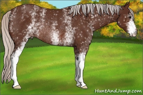 Horse Color: White Spotted Silver Brown Rabicano 