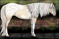 Horse Color:Gray Silver Amber Cream Champagne Roan Dun Splash Tobiano Frame Appaloosa Rabicano